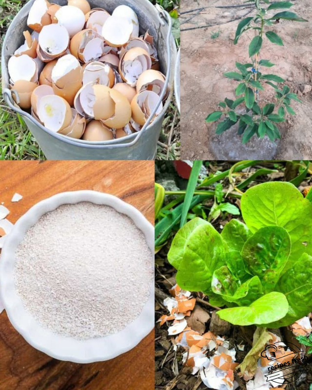 11 Creative Ways to Use Egg Cartons at Home and in the Garden